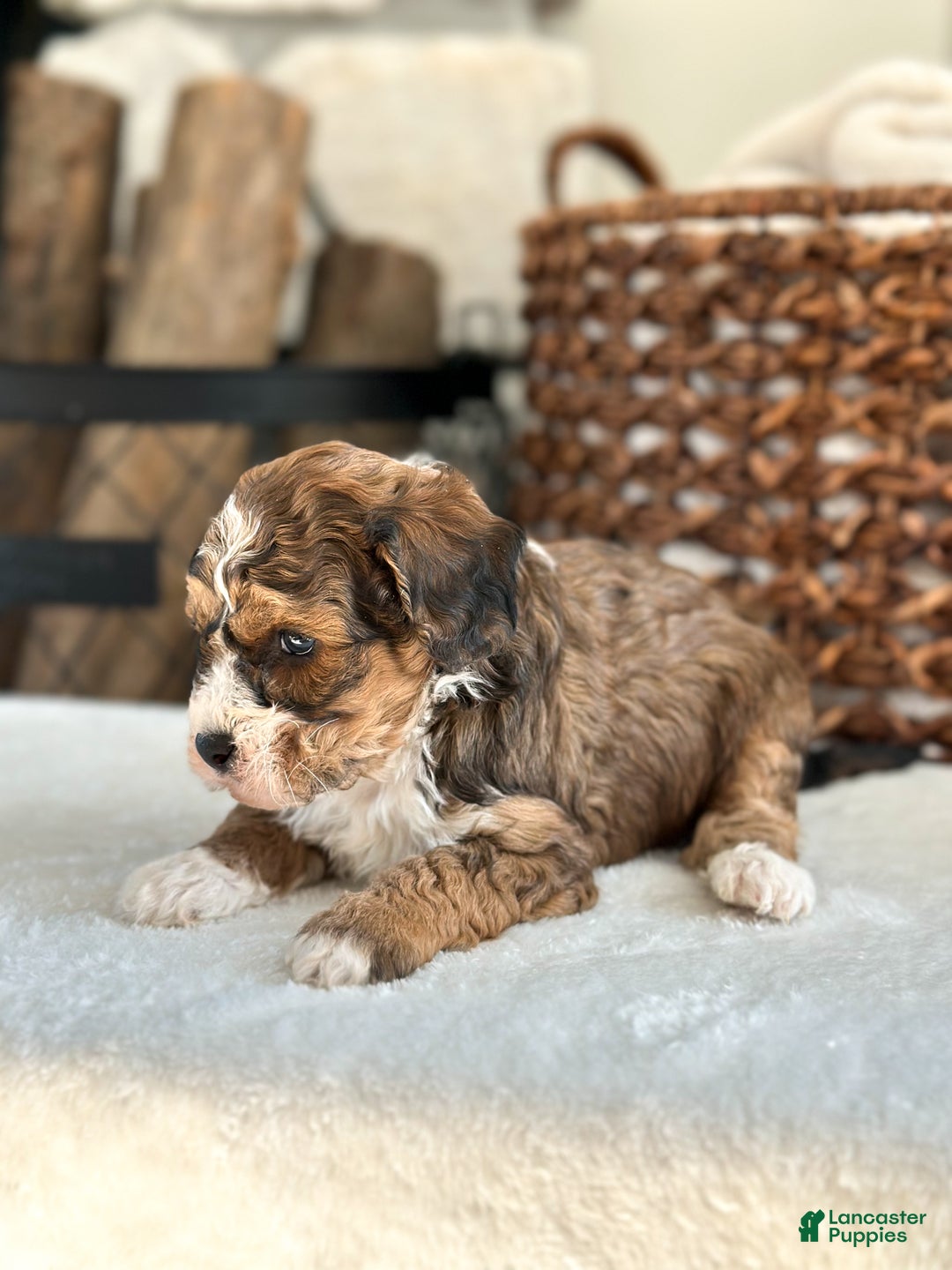 Cavachon dogs for sale: Woody - Ad 3