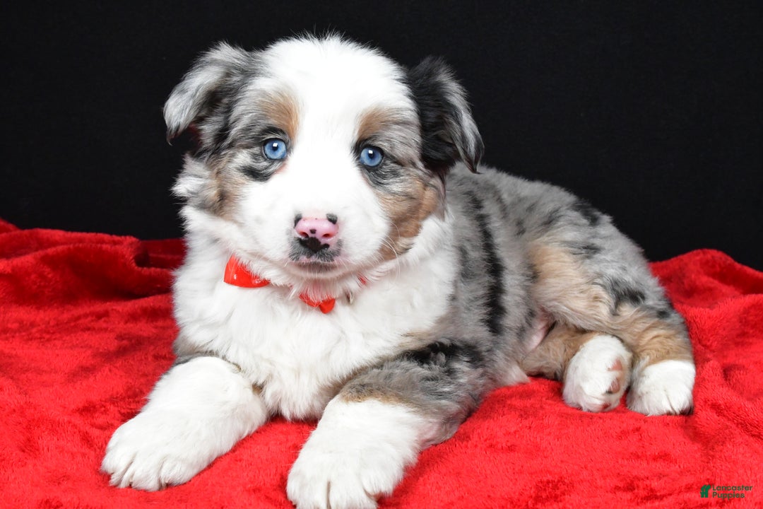 Miniature Australian Shepherd dogs for sale: Rover - Ad 4