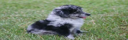 Aussiedoodle dogs for sale: Chrissy - Ad 3
