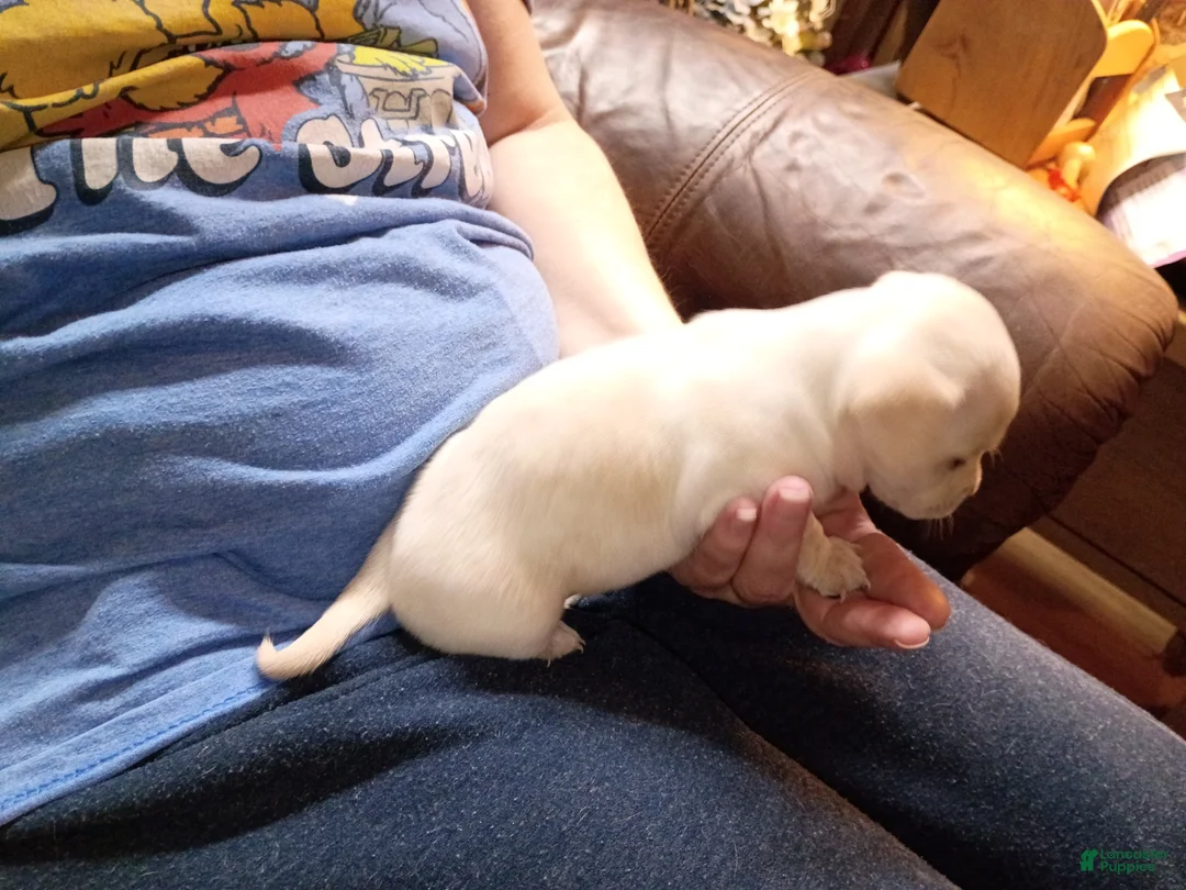 Chiweenie dogs for sale: Chiweenie Puppy 1 - Ad 2