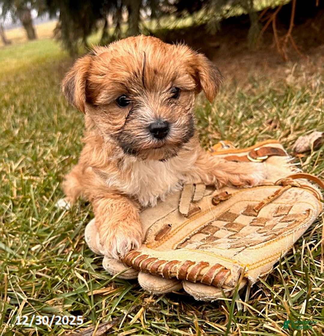 Morkie dogs for sale: Maple   - Ad 2