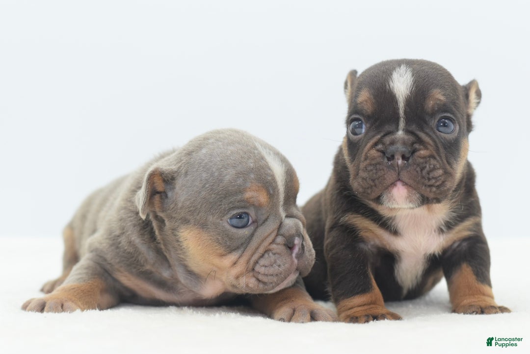 Mixed Breed dogs for sale: Lily tricolor hybrid  - Ad 8