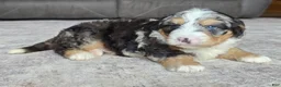 Mini Bernedoodle dogs for sale: Mini Archie  - Ad 9
