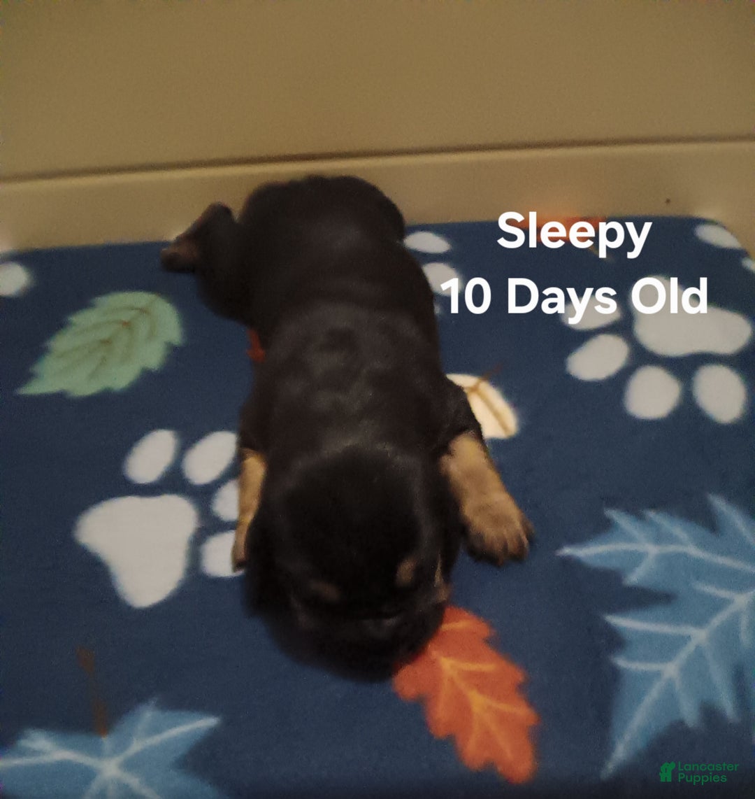 Basset Hound dogs for sale: Sleepy - Ad 5