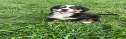 Bernese Mountain Dog dogs for sale: Paisley - Ad 16