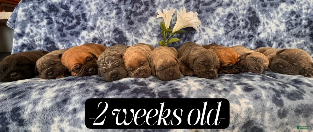 Cane Corso dogs for sale: Nikki - Ad 10