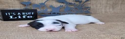 Jack Russell Terrier dogs for sale: Paige purebred JRT DELIVERY AVAILABLE  - Ad 3