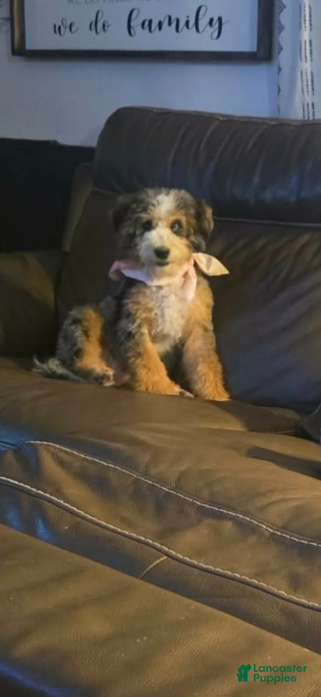 Mixed Breed dogs for sale: Mixed Breed Puppy 1 - Ad 4