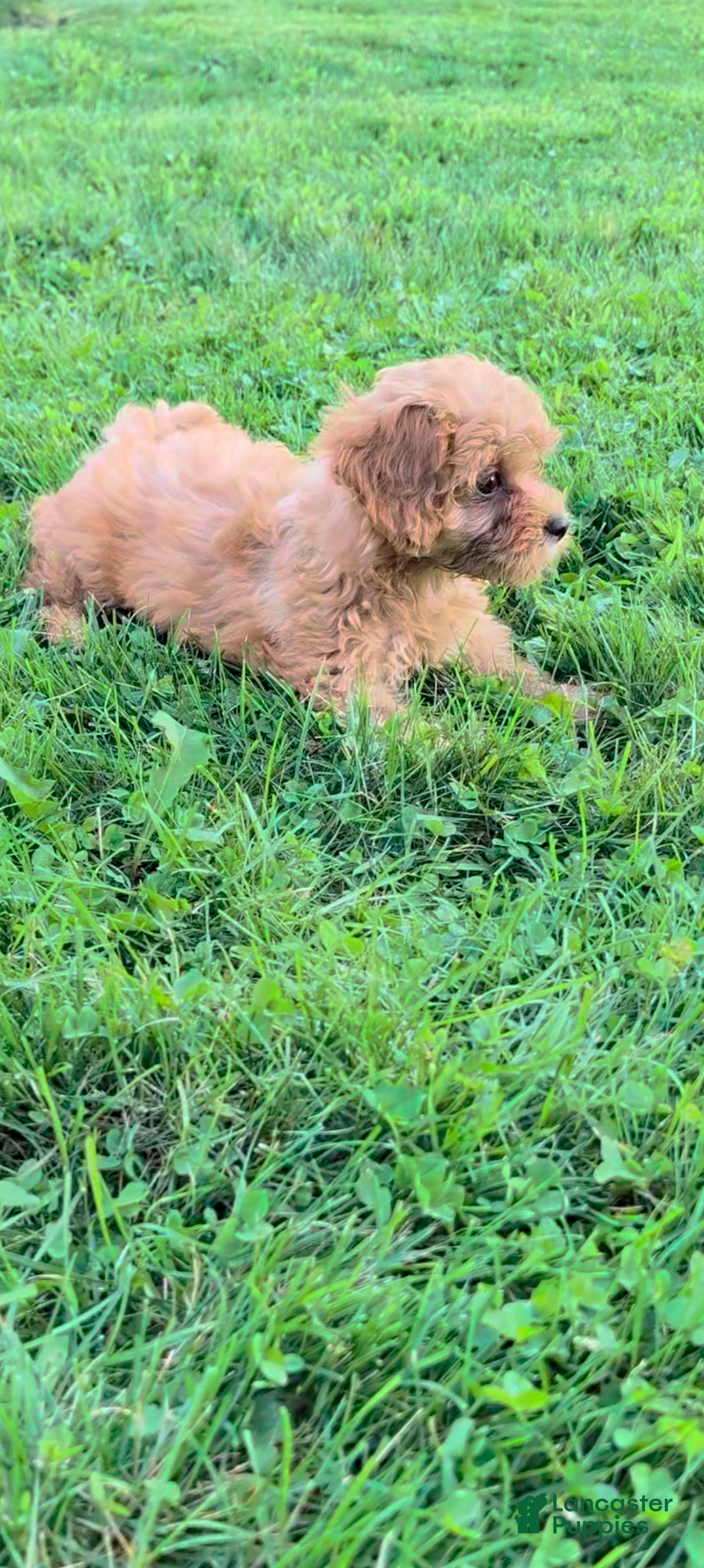 Cavapoo dogs Maggie  - Ad 1