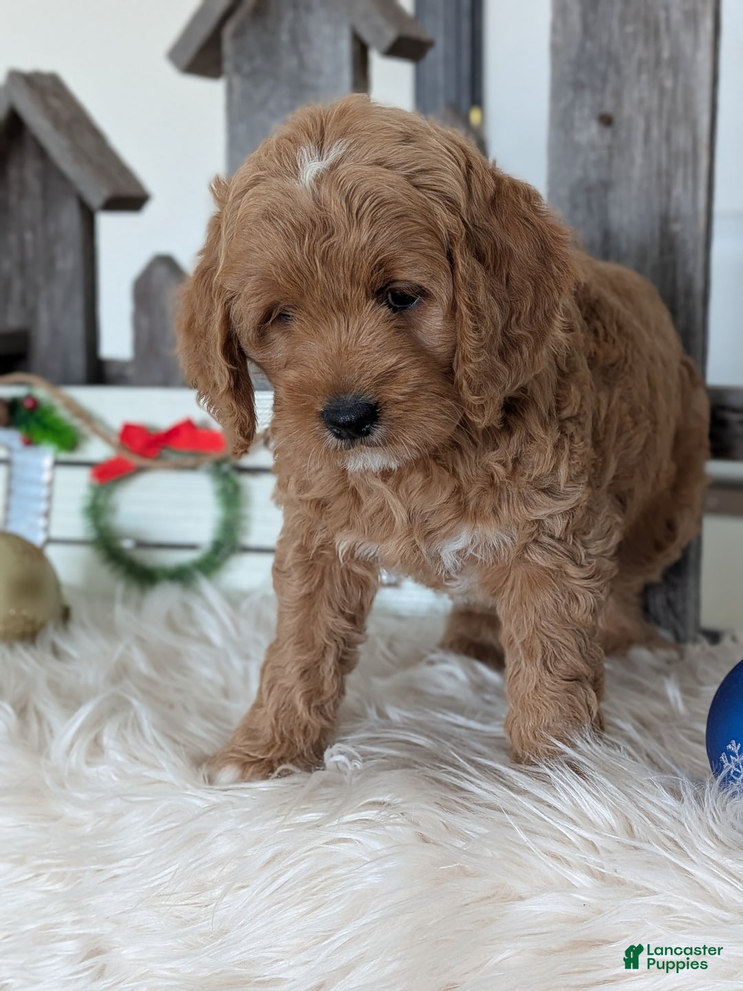 Goldendoodle dogs for sale: Buttons  - Ad 5