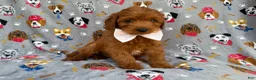 Cavapoo dogs for sale: Bear - Ad 7