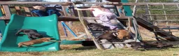 American Bully dogs for sale: Carter Starocci - Ad 34
