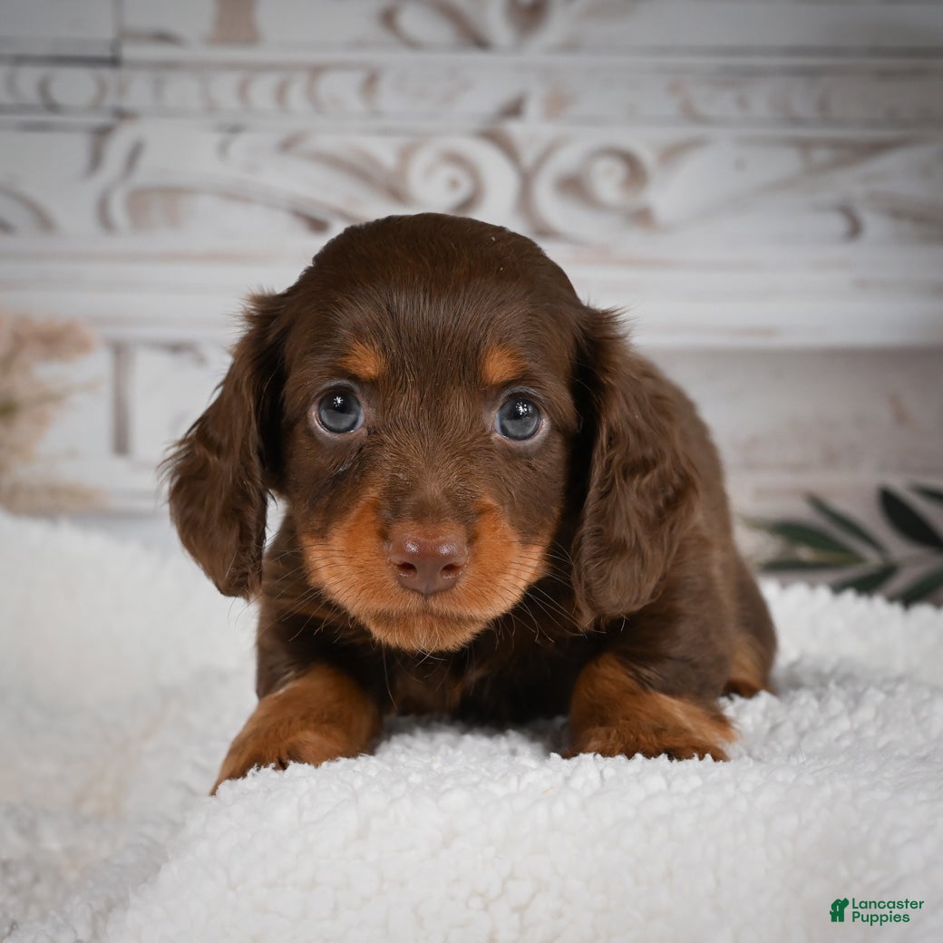 Miniature Dachshund dogs for sale: AKC-Bubba - Ad 7