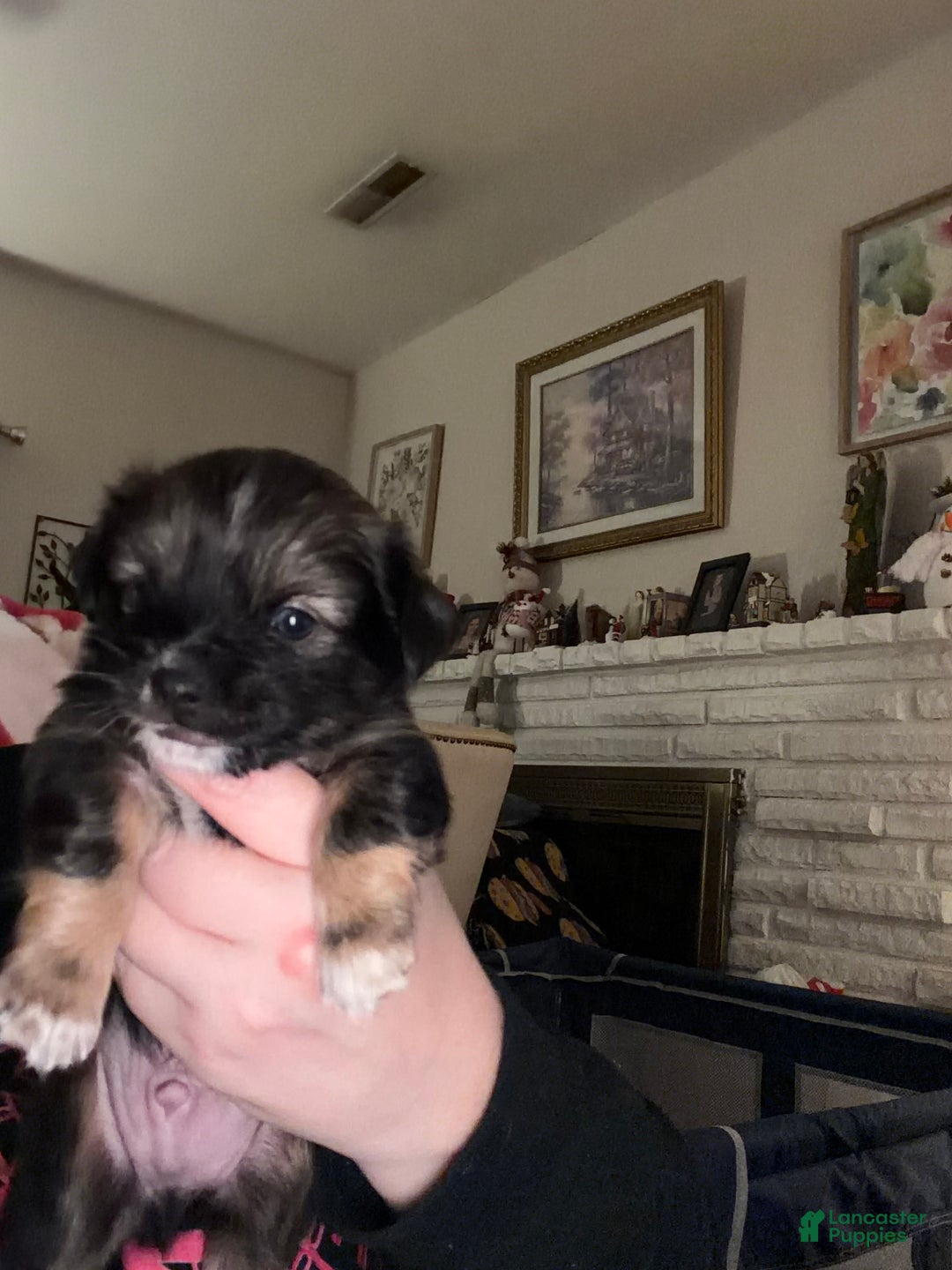 Chihuahua dogs for sale: Harold - Ad 13