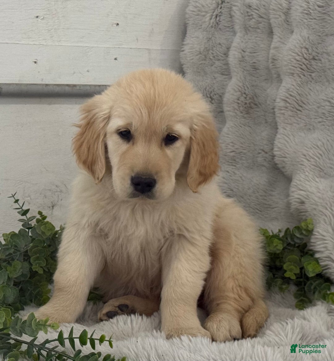 Golden Retriever dogs for sale: Snow Ball - Ad 4