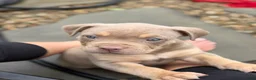 American Bully dogs for sale: Milly - Ad 3