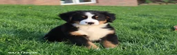 Bernese Mountain Dog dogs for sale: Molly - Ad 4