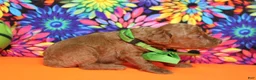 Mixed Breed dogs for sale: Tangelo - Ad 6