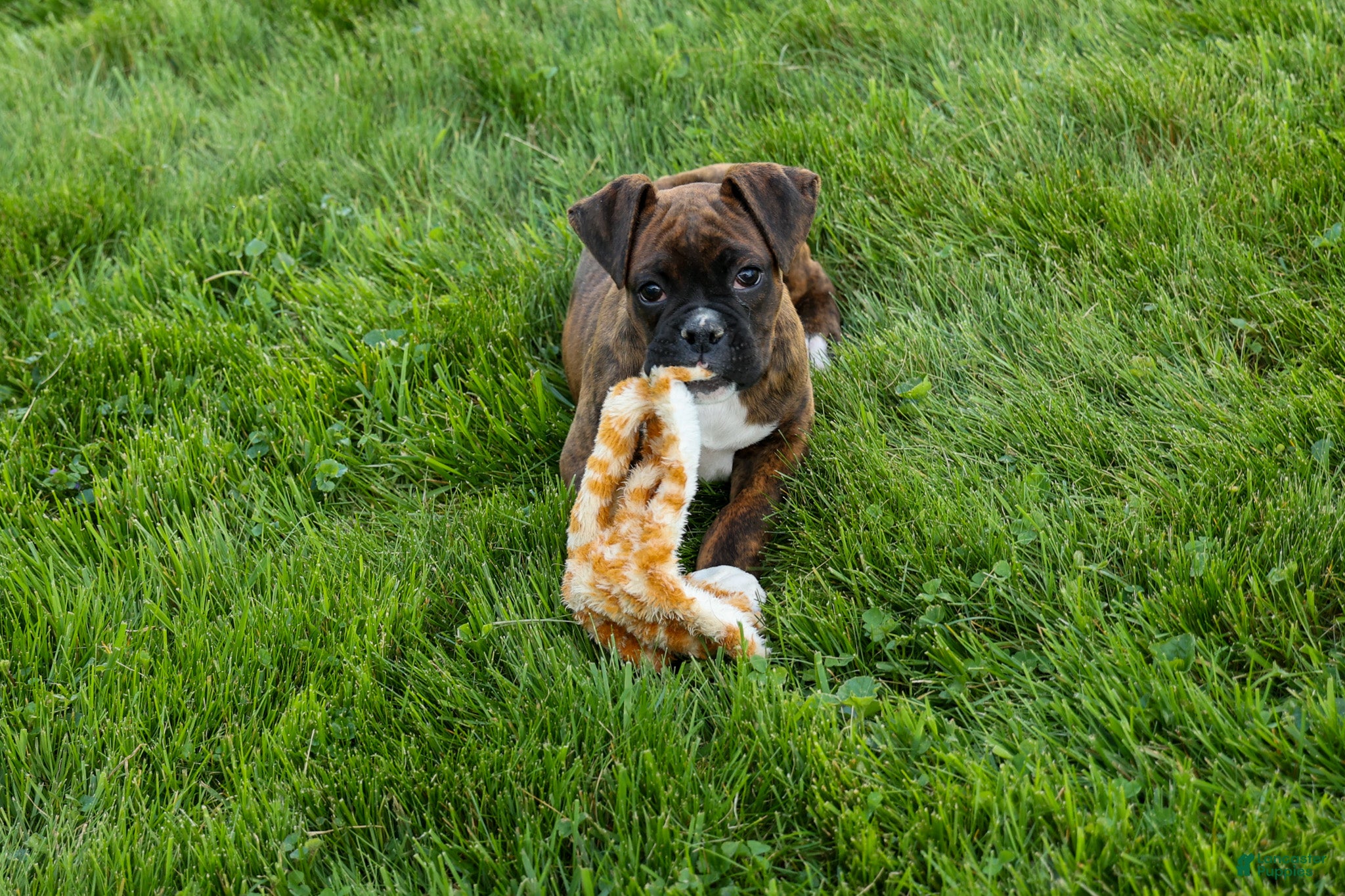 Boxer dogs Striker - Ad 2