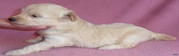 Shihpoo dogs for sale: Gidget - Ad 4