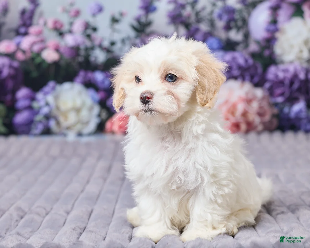 Maltipoo dogs for sale: Sadie - Ad 2