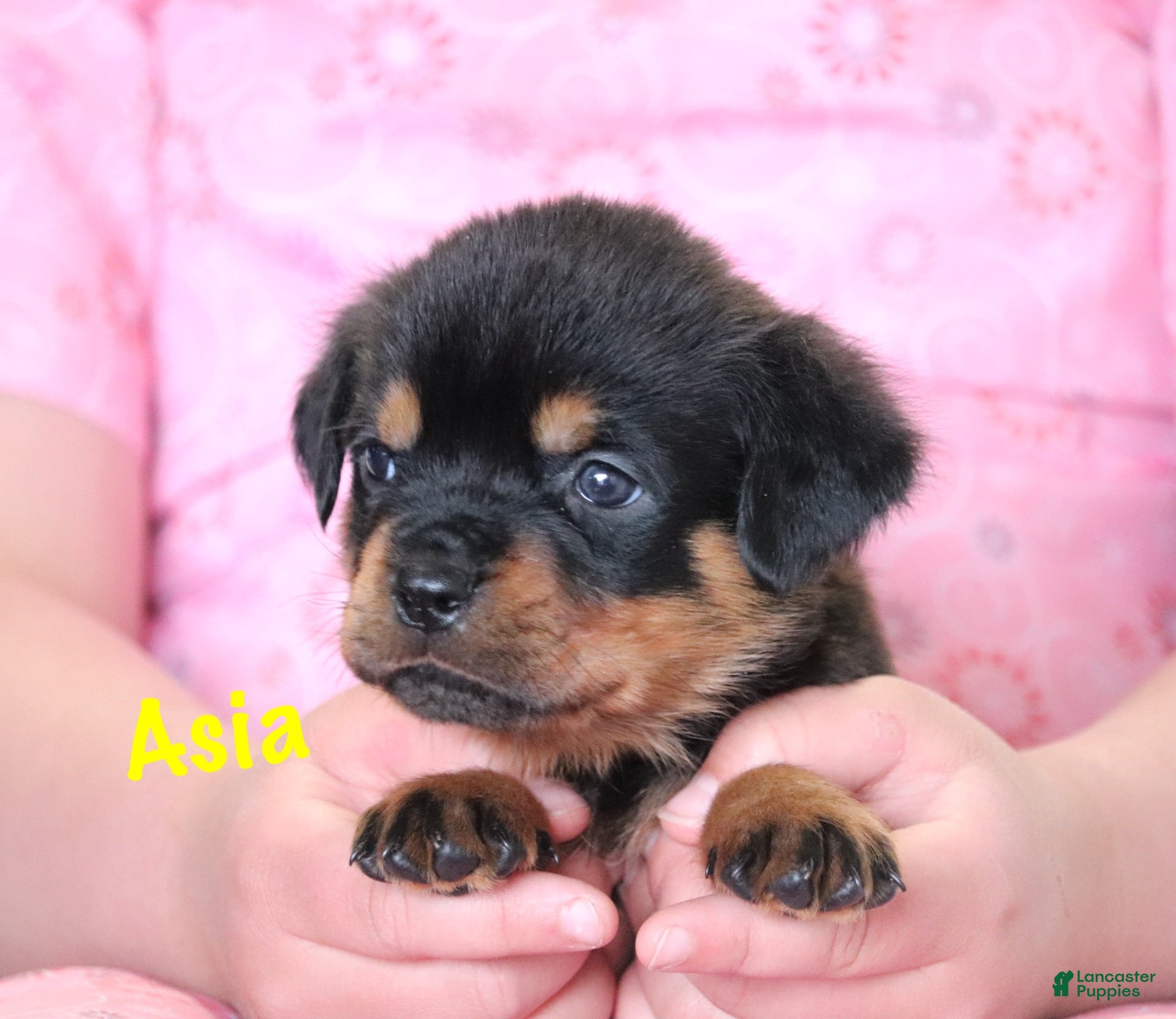Rottweiler dogs Asia - Ad 2