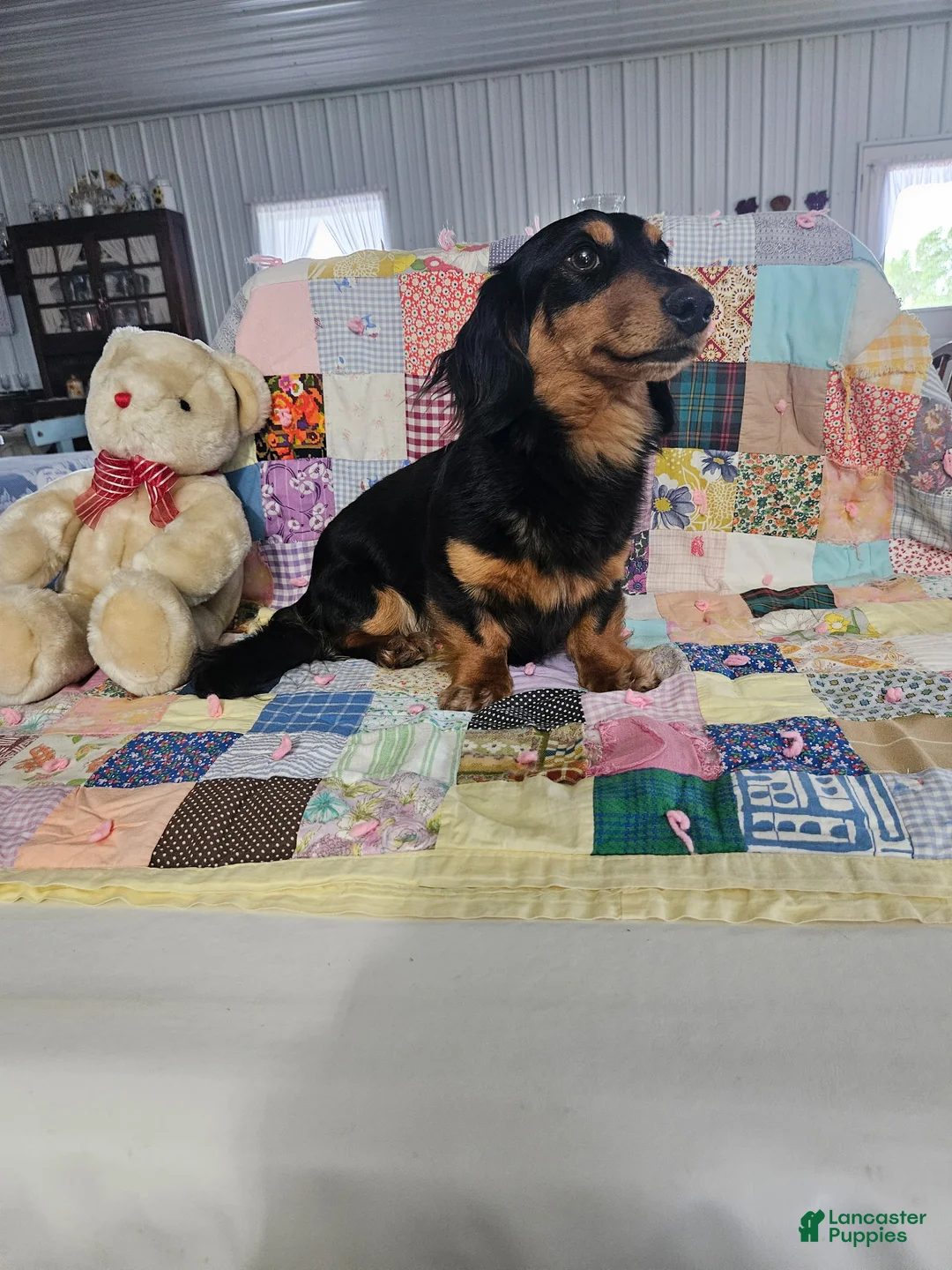 Dachshund dogs for sale: Bandit - Ad 1