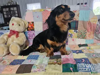 Dachshund dogs for sale: Bandit - Ad 1