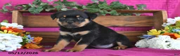 Rottweiler dogs for sale: Nellie - Ad 1