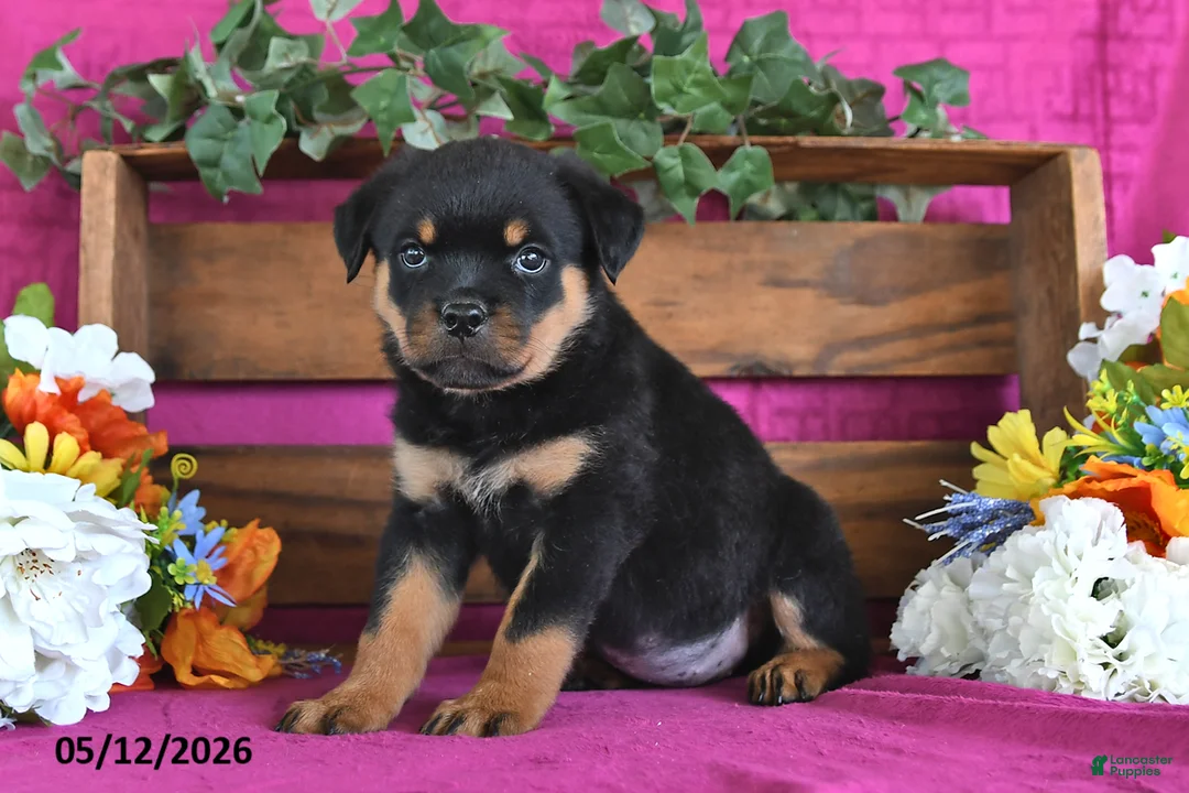 Rottweiler dogs for sale: Nellie - Ad 1