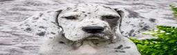 Great Dane dogs for sale: Kelsey - Ad 2