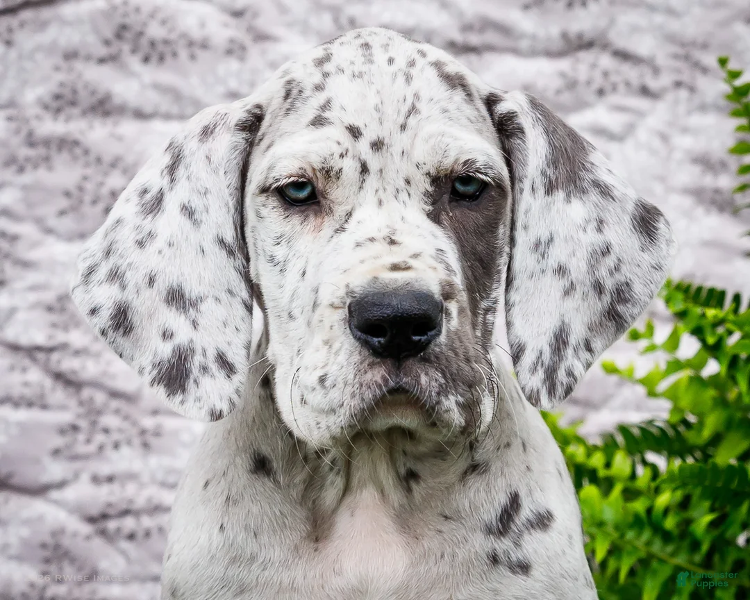 Great Dane dogs for sale: Kelsey - Ad 2