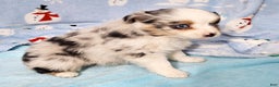 Miniature Australian Shepherd dogs for sale: Buster - Ad 5