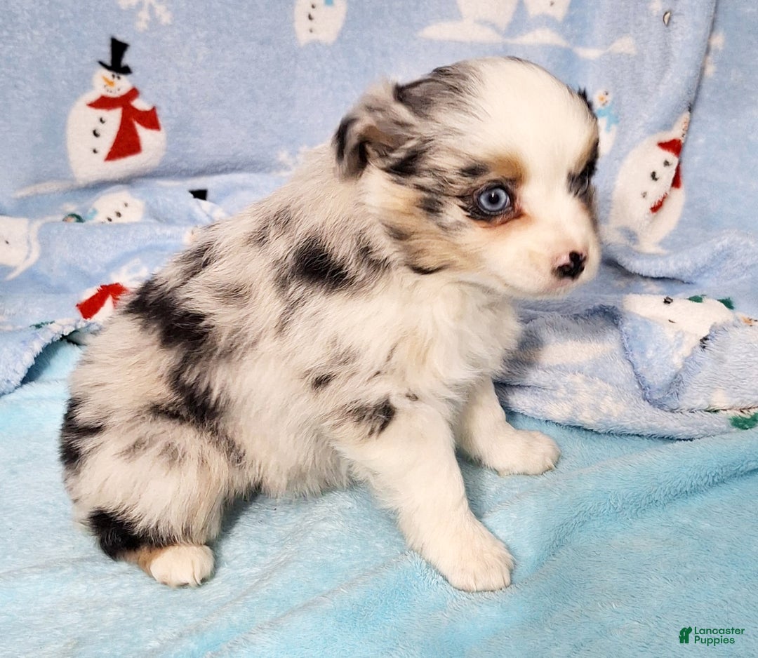 Miniature Australian Shepherd dogs for sale: Buster - Ad 5