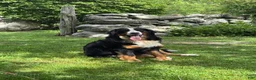 Bernese Mountain Dog dogs for sale: Achilles - Ad 2