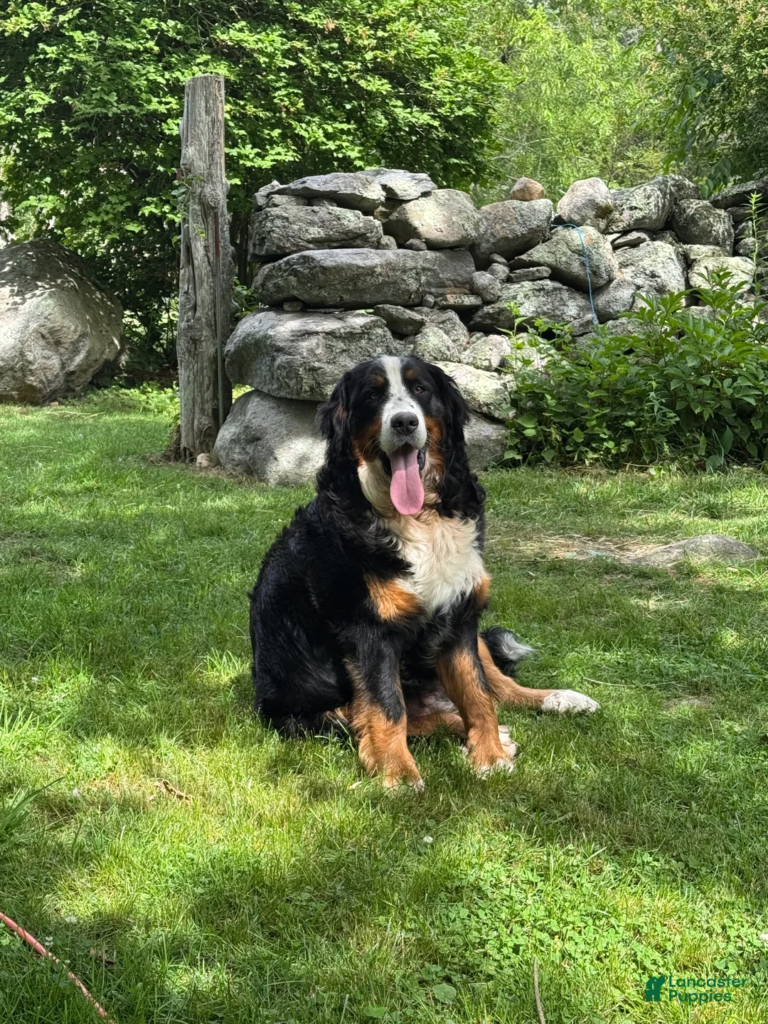 Bernese Mountain Dog dogs for sale: Achilles - Ad 2