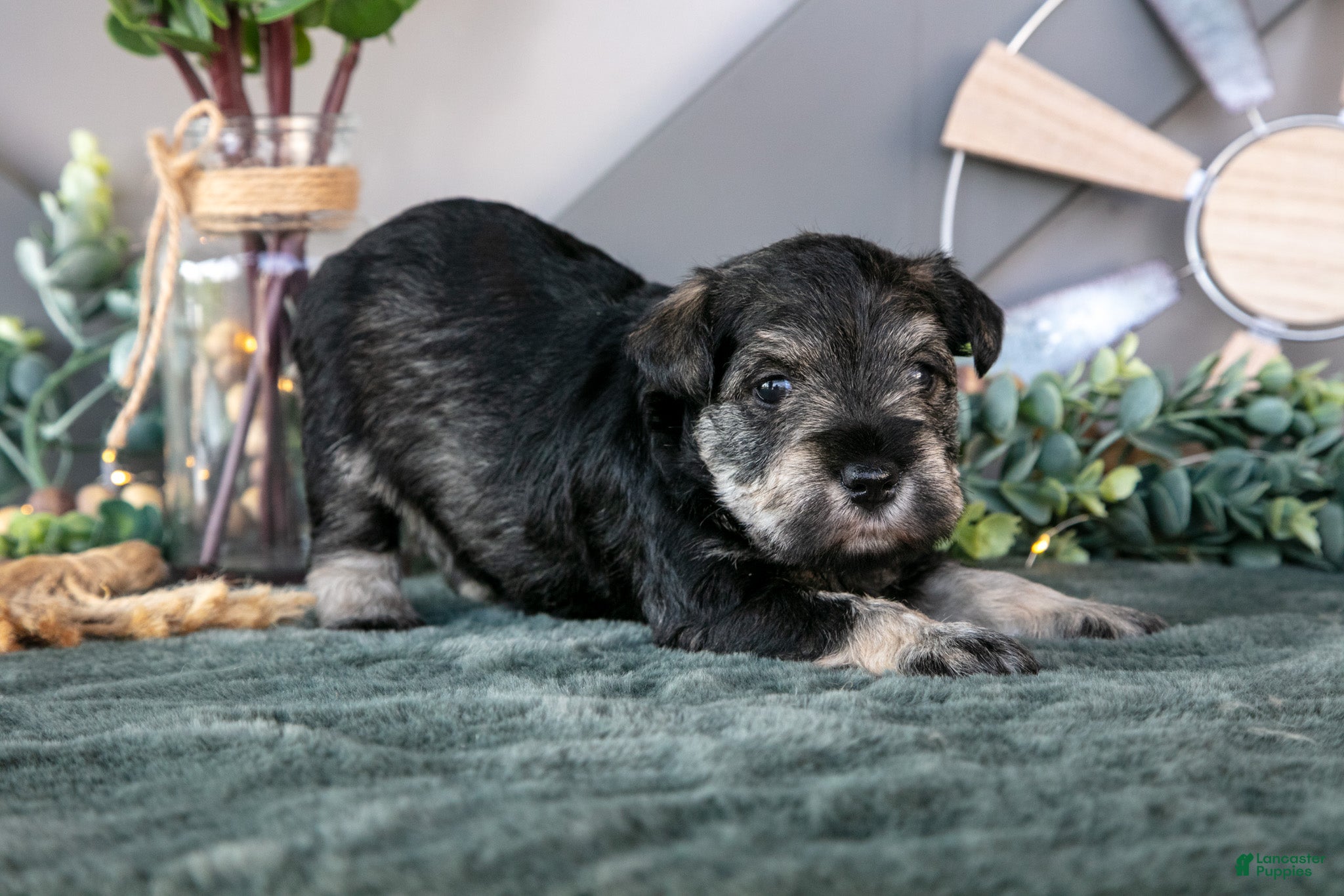 Miniature Schnauzer dogs Patrick - Ad 37