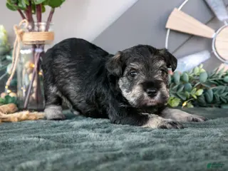 Miniature Schnauzer dogs Patrick - Ad 42