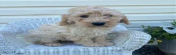 Mini Goldendoodle dogs for sale: Logan-medium - Ad 1
