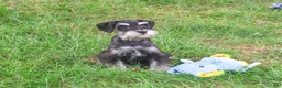 Miniature Schnauzer dogs for sale: Jonah - Ad 6