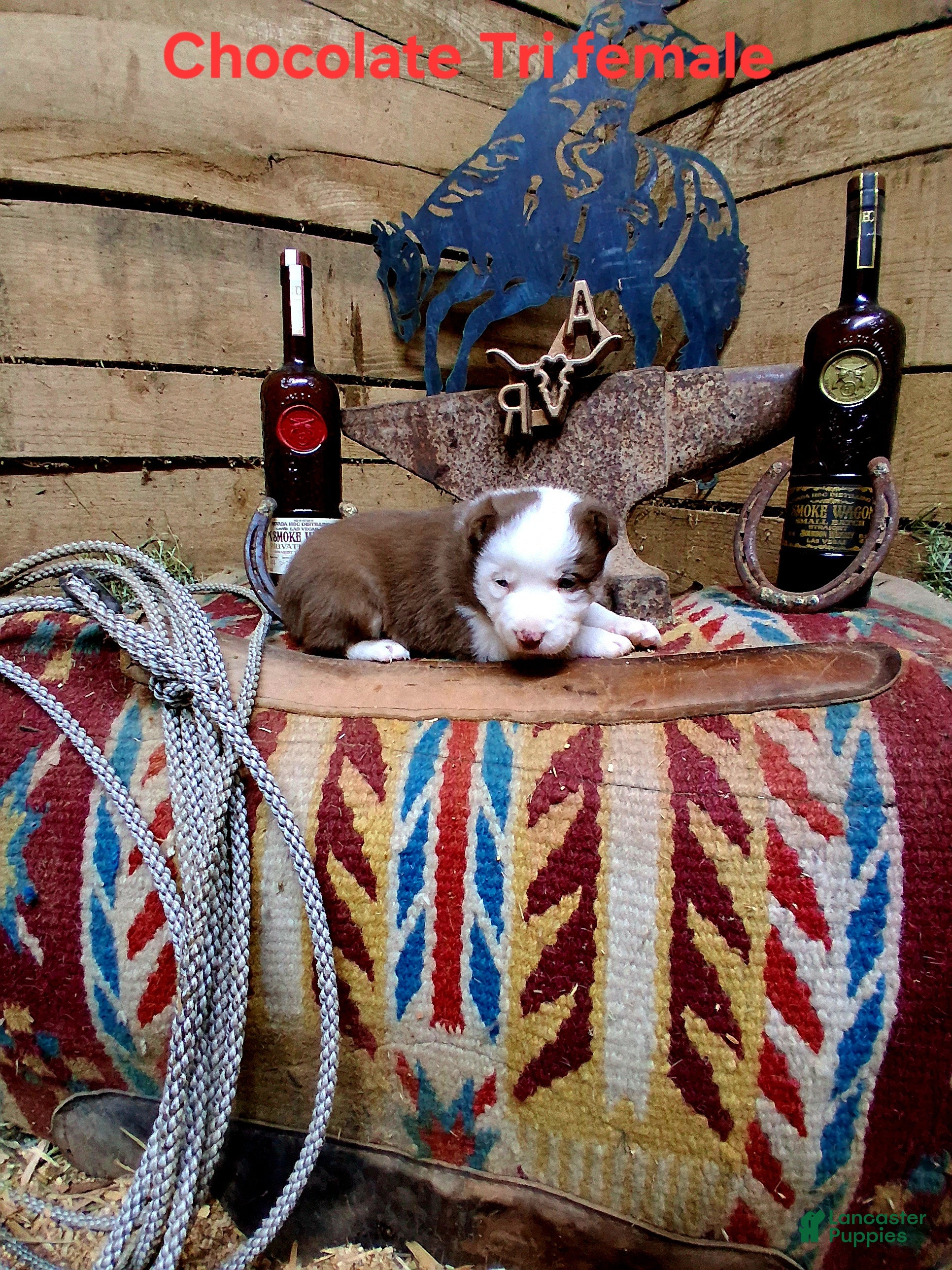 Border Collie dogs Border Collie Puppy 3 - Ad 18