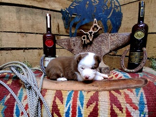 Border Collie dogs Border Collie Puppy 3 - Ad 33