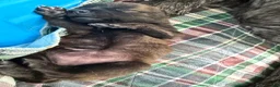 Mixed Breed dogs for sale: Fila Sao Miguel x Belgian Malinois Puppy 1 - Ad 4