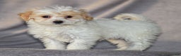 Maltipoo dogs for sale: Sabrina - Ad 2