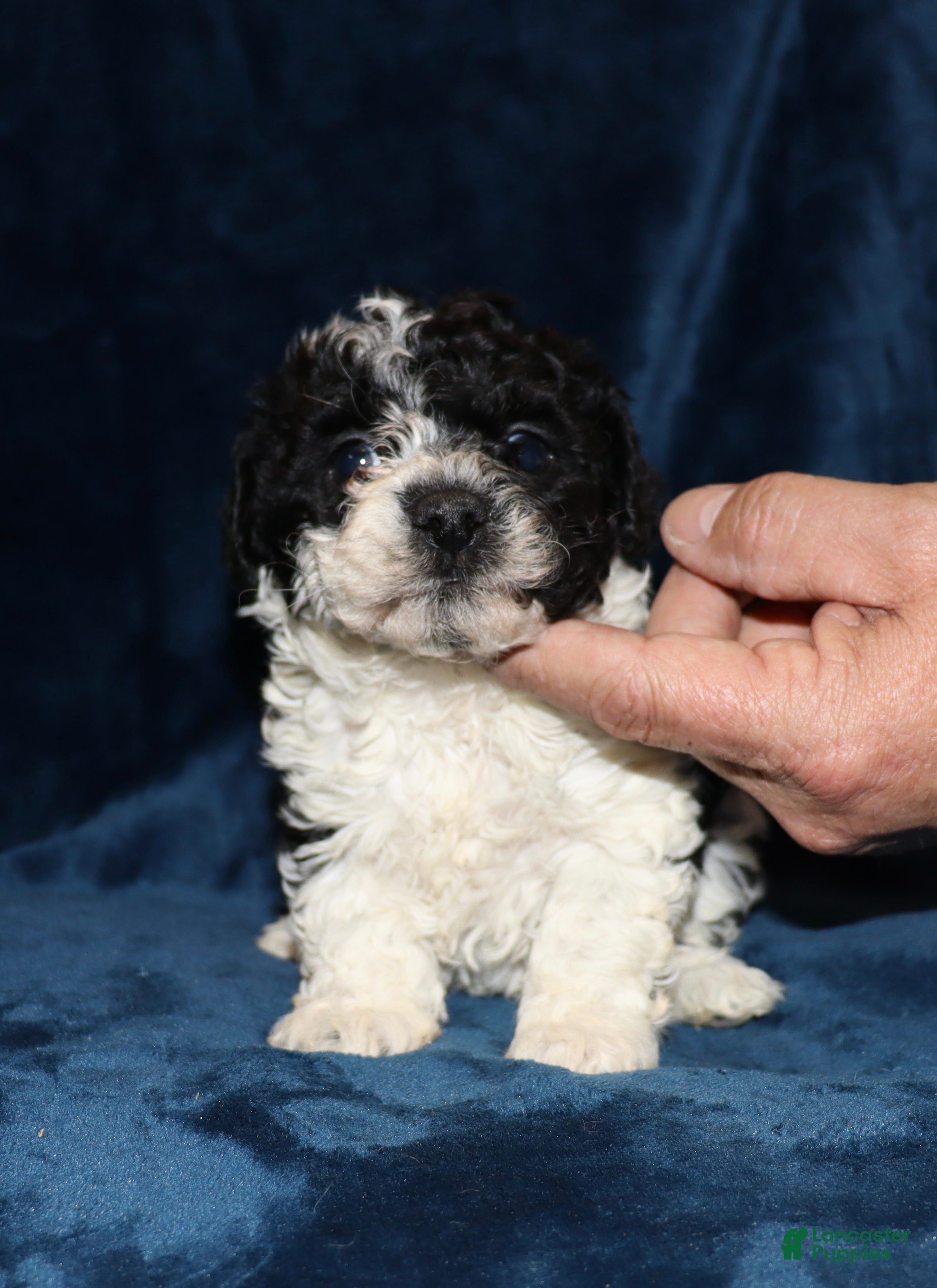 Toy Poodle dogs Mya - Ad 1