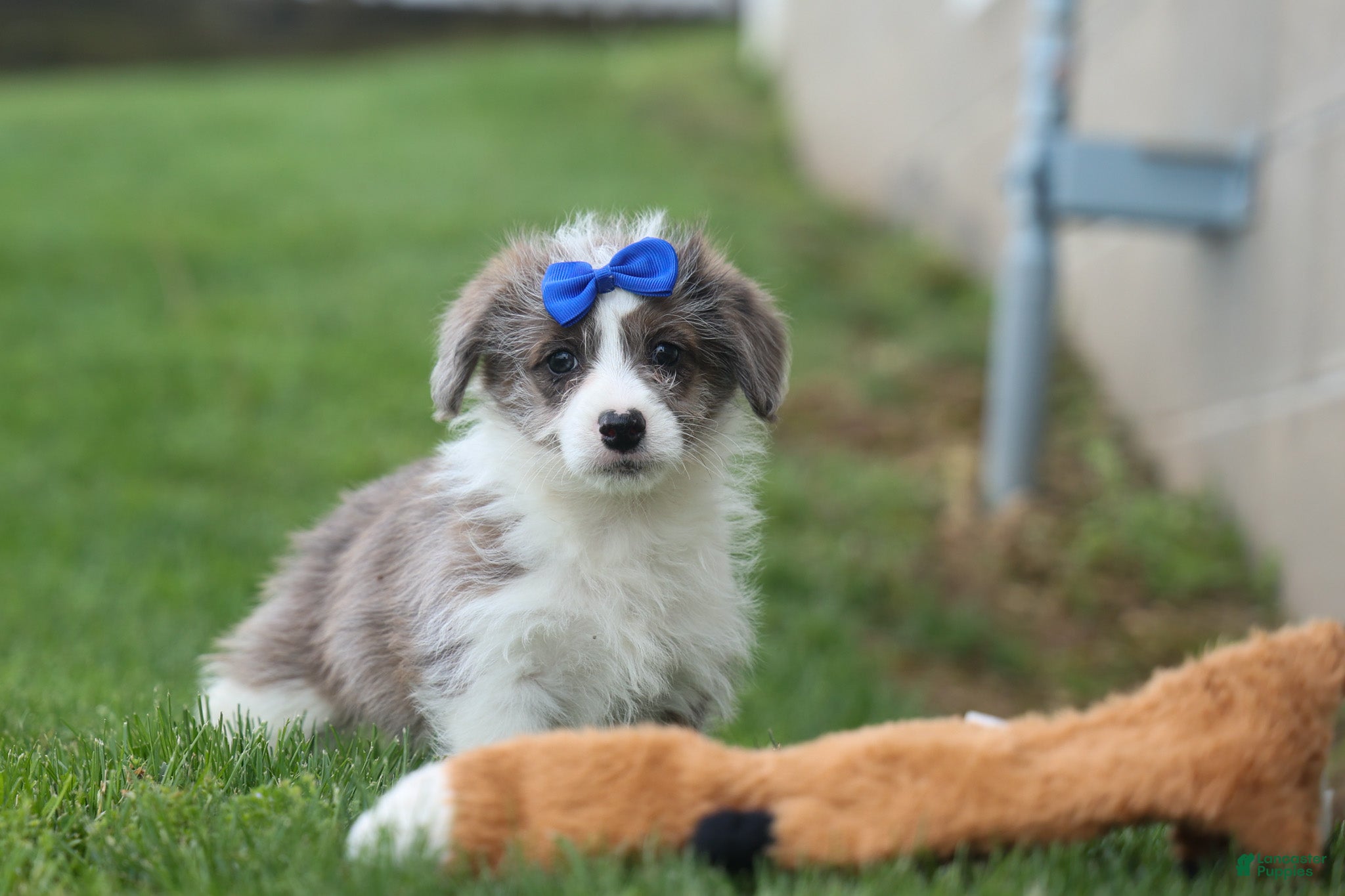 Corgipoo dogs NOAH - Ad 2