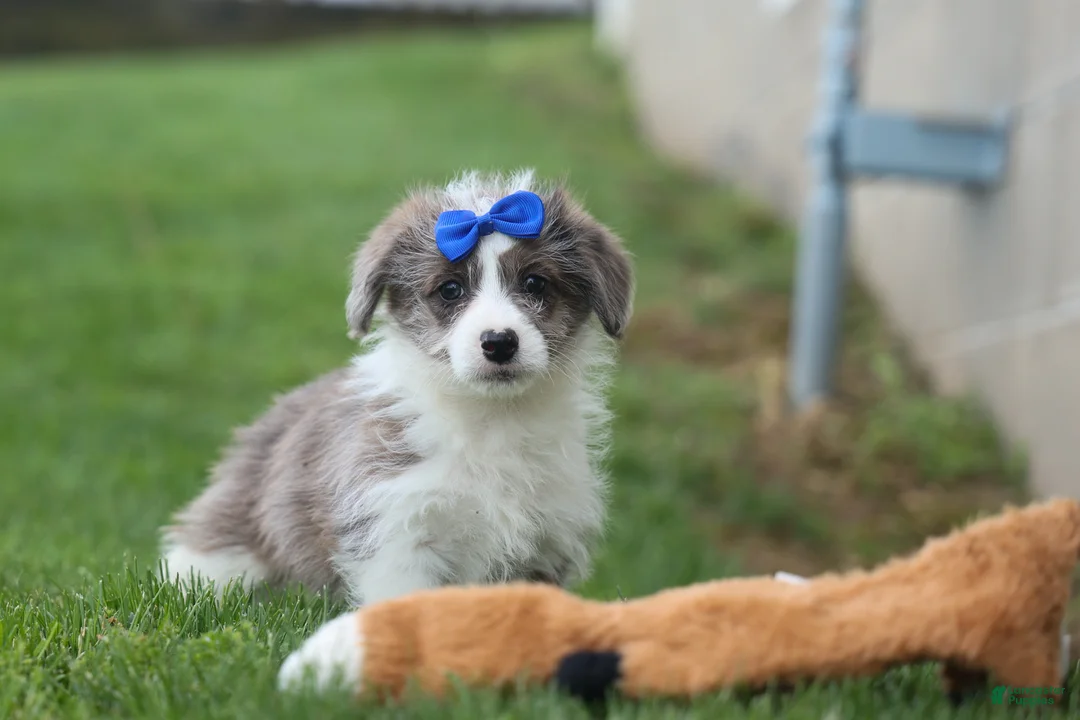 Corgipoo dogs for sale: NOAH - Ad 2