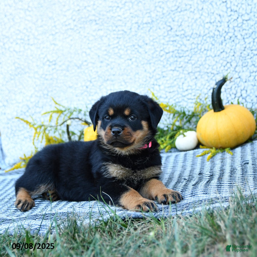 Rottweiler dogs Frita - Ad 41
