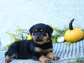 Rottweiler dogs Frita - Ad 38
