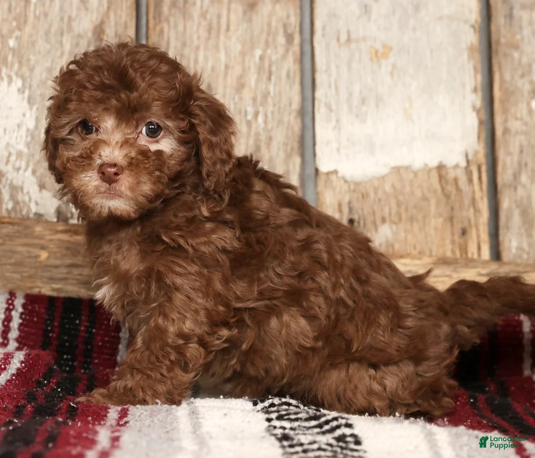 Havapoo dogs for sale: Stella - Ad 4